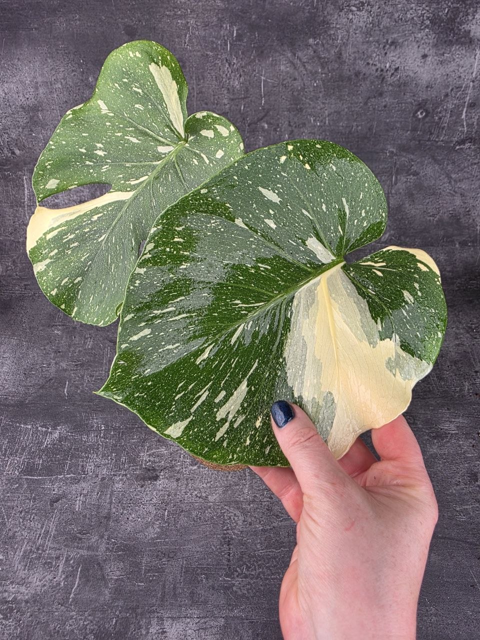 Monstera Thai Constellation 14 cm